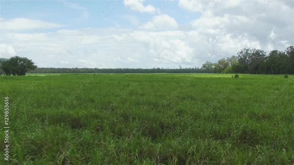 AERIAL: Flying above beautiful dense endless field of green sugar cane AERIAL: Flying above beautiful dense endless field of green sugar cane