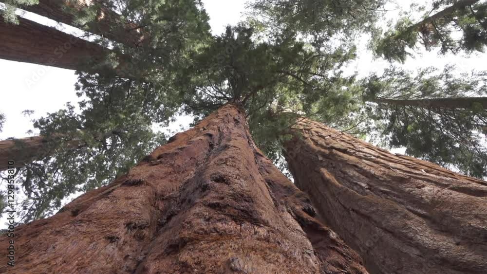 CLOSE UP: Huge sequoias trees in Sequoia national park CLOSE UP: Huge sequoias trees in Sequoia national park
