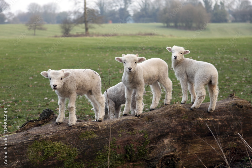 Lambs playing on a log in Stourhead parkland, South Somerset, Somerset Lambs playing on a log in Stourhead parkland, South Somerset, Somerset
