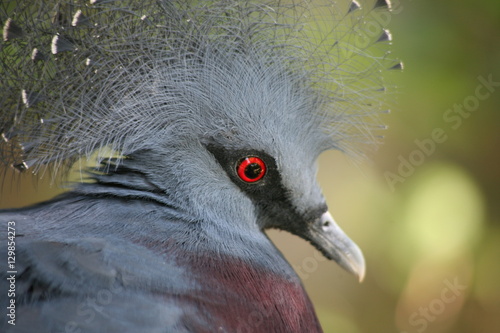 Lewis Silver Pheasant