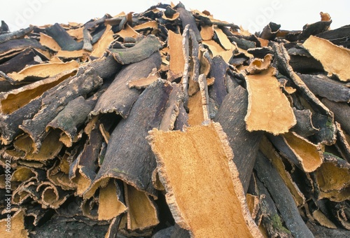 Cork bark for bottle corks stacked to dry near Tempio Pausania, island of Sardinia, Mediterranean photo