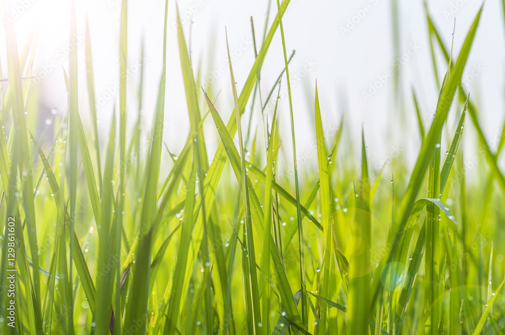 Obraz premium Background of dew drops on bright green grass