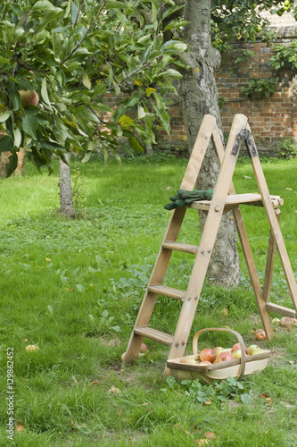 View of a ladder and basket of apples on orchard