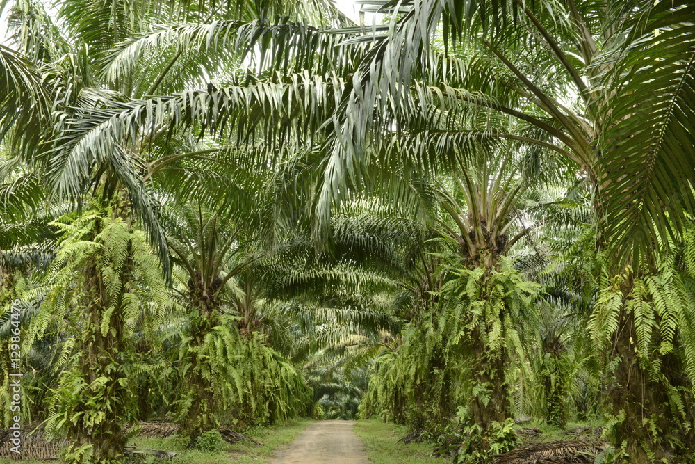Palm oil plantation, Trang Palm oil plantation, Trang
