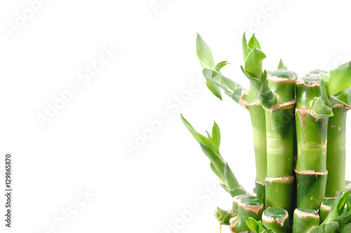 Fototapeta Naklejka Na Ścianę i Meble -  A lucky bamboo plant on a white background