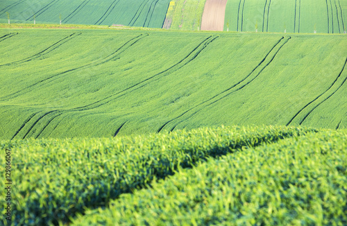 trails from tractor in green fields