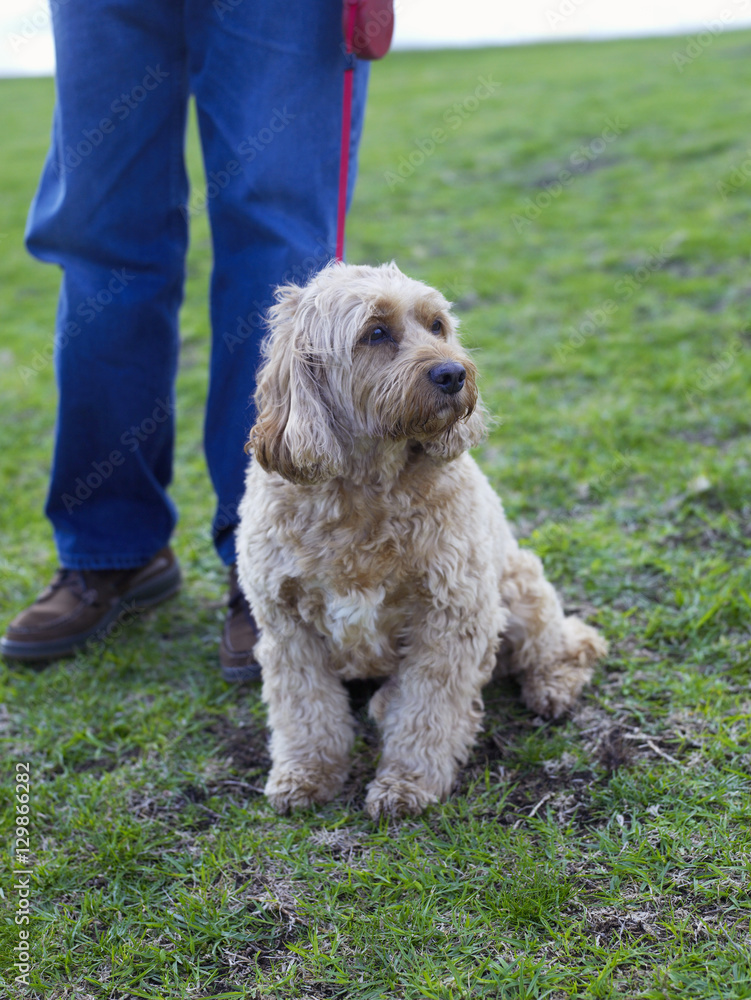 Cute dog sitting on grass with man holding leash Cute dog sitting on grass with man holding leash