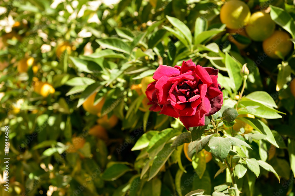 Beautiful rose flower in the garden on a sunny day