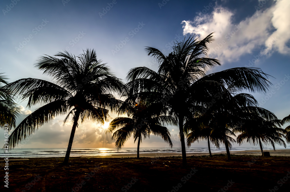 Silhouette of tree when sun rising near the beach