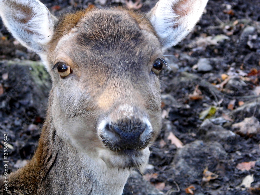 Fototapeta premium Hirschkuh