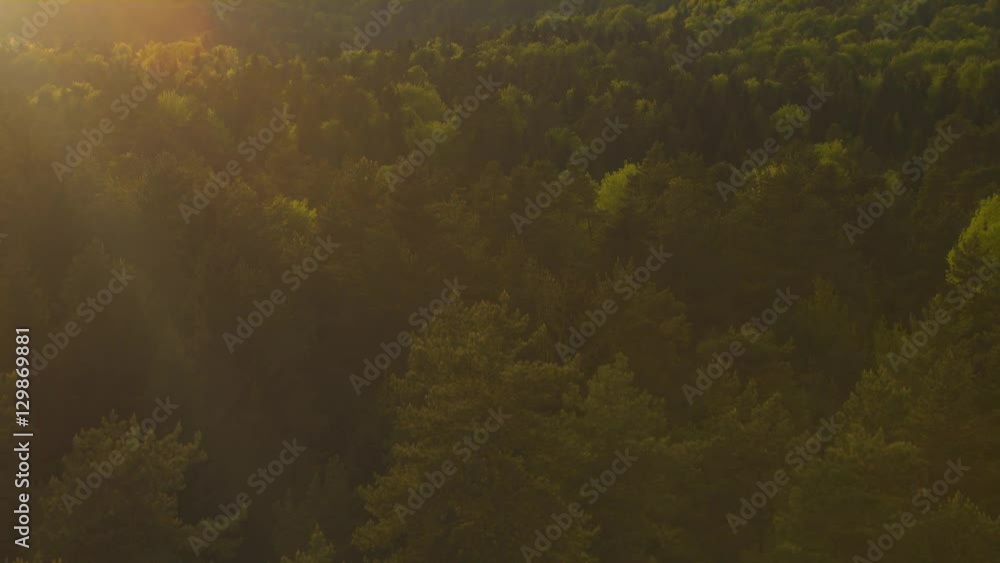 AERIAL: Setting sun shining on lush green forest treetops at beautiful sunset AERIAL: Setting sun shining on lush green forest treetops at beautiful sunset