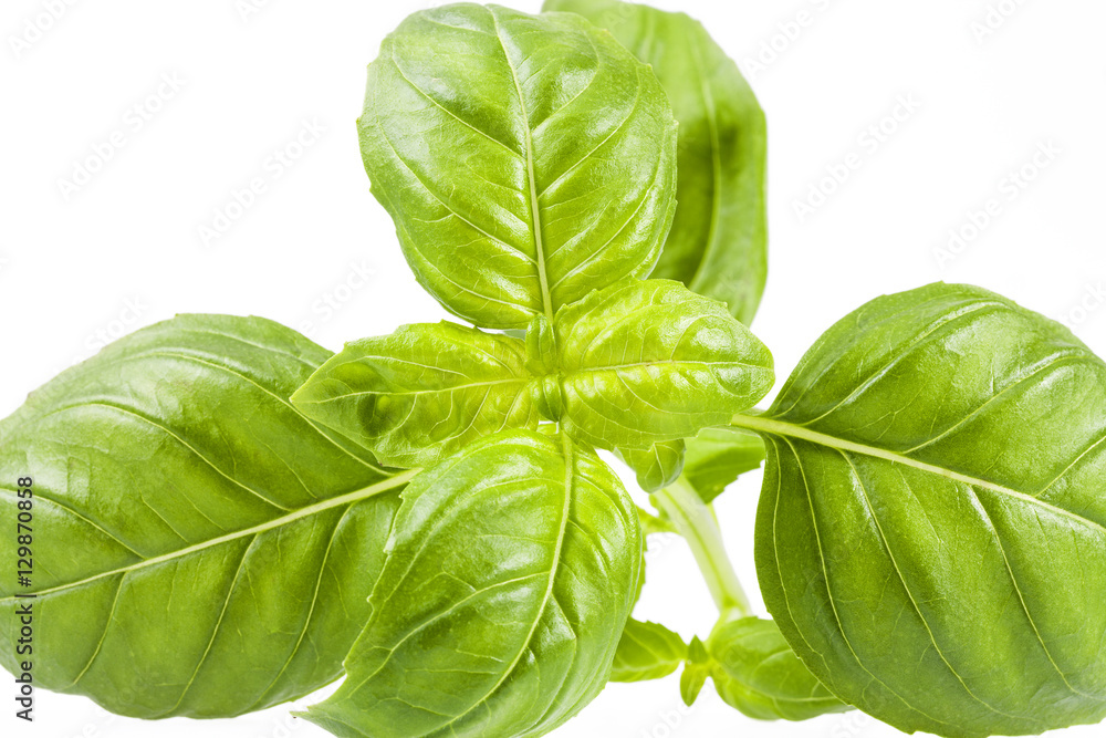 Fototapeta premium Fresh green leaves isolated on white background, close up