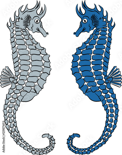 Seahorse vector illustration