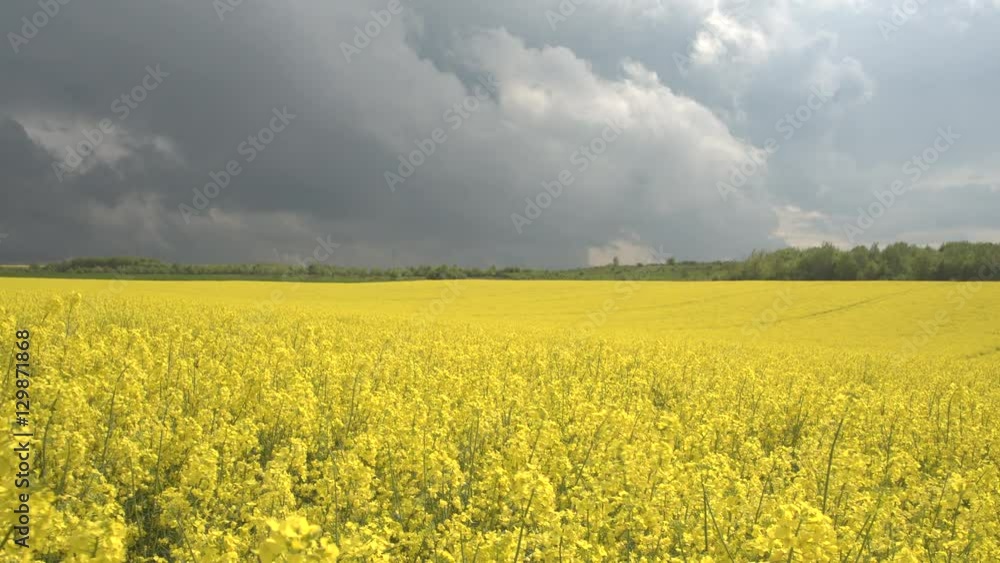 CLOSE UP: Stunning yellow oilseed rape flowers on farm field swaying in storm CLOSE UP: Stunning yellow oilseed rape flowers on farm field swaying in storm