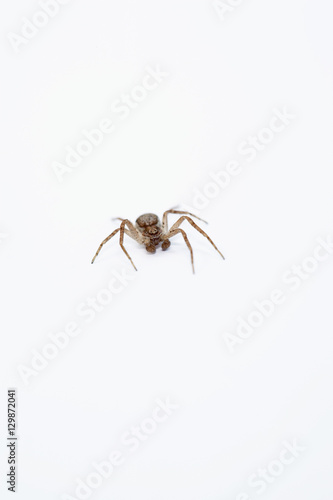 Spider isolated over while background © moodboard