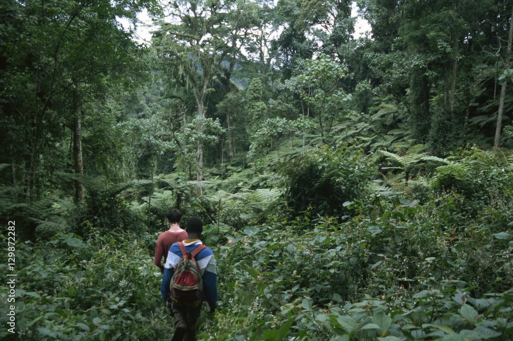 Tracking mountain gorillas, Bwindi Impenetrable Forest, Uganda Tracking mountain gorillas, Bwindi Impenetrable Forest, Uganda