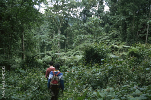 Tracking mountain gorillas, Bwindi Impenetrable Forest, Uganda photo