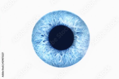 Closeup of blue eye on white background