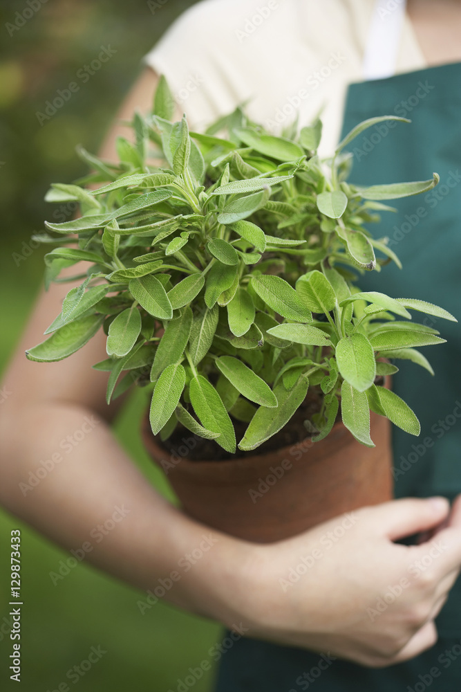 Closeup midsection of a woman holding potted plant