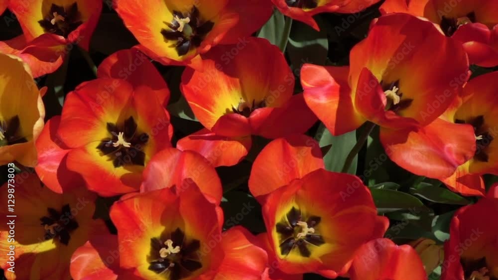 CLOSE UP: Lovely wide opened red blooming tulips swaying in gentle spring wind
CLOSE UP: Lovely wide opened red blooming tulips swaying in gentle spring wind