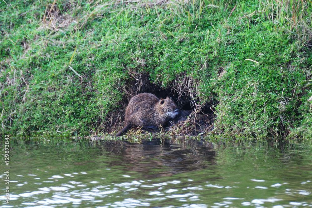 Nutria Nutria