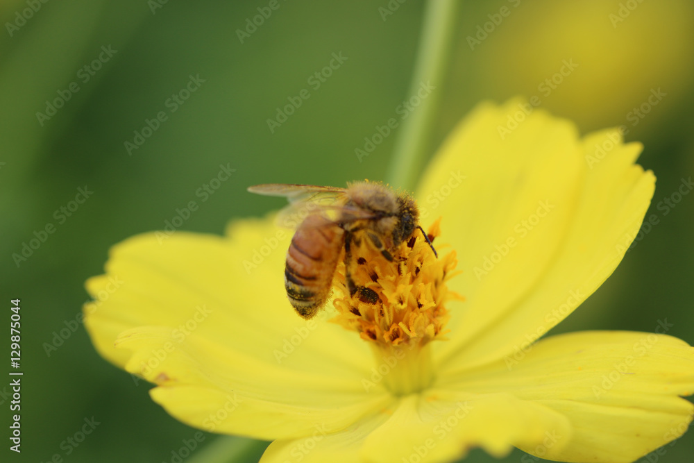 bee in flower bee in flower