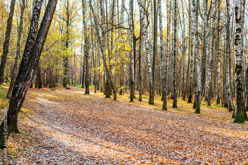 path with fallen leaves in birch grove in park