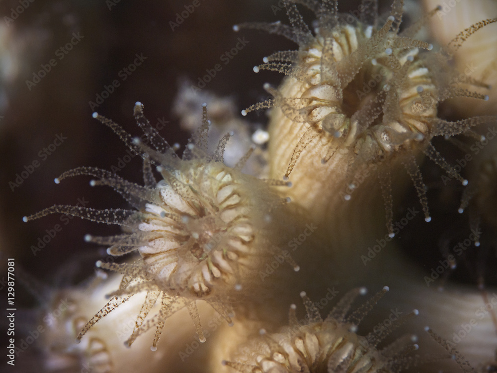 Obraz premium Cup corals, Runde Nelkenkoralle (Caryophyllia inornata)