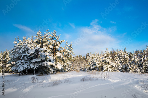 Winter landscape with snow in wood