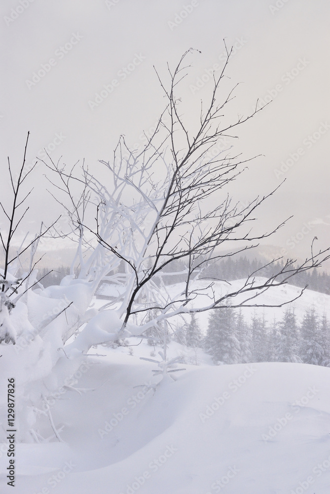 Wood under heavy snow Wood under heavy snow