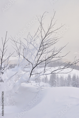 Wood under heavy snow © yablochniuk
