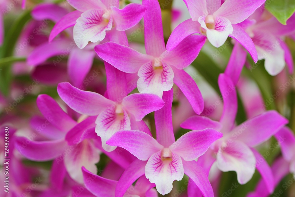 Obraz premium 蘭（Dendrobium Rainbow Dance 'Hanabi'）