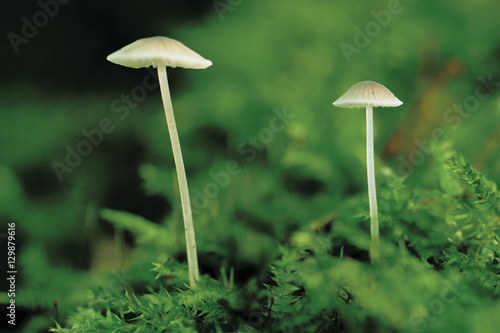 Two mushrooms growing
