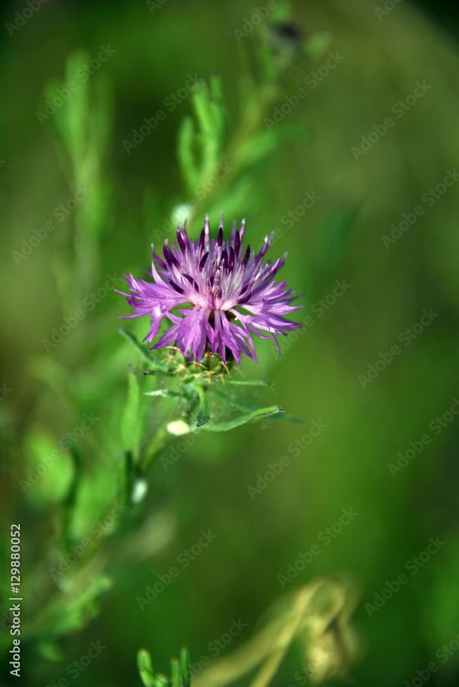 fleur fleur