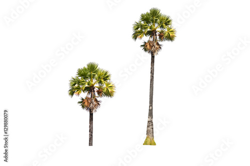 Palm tree on a white background
