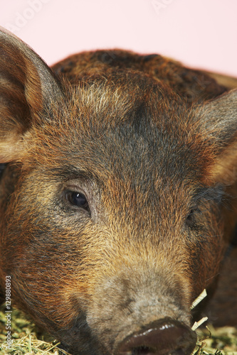 Extreme closeup of a brown pig resting