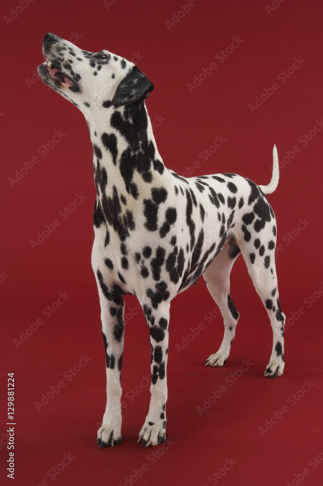 Dalmatian looking up against red background Dalmatian looking up against red background
