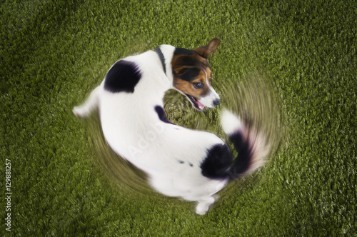 Elevated view of Jack Russell terrier chasing tail view on grass