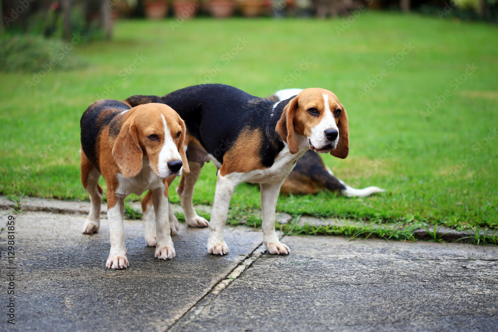two purebred beagle dog making love in a garden
two purebred beagle dog making love in a garden