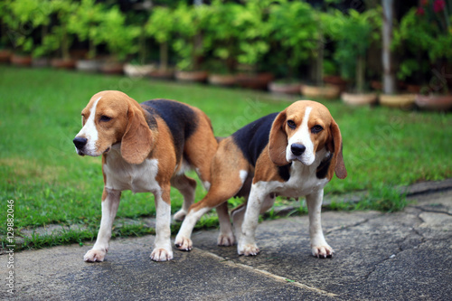 two purebred beagle dog making love in a garden 