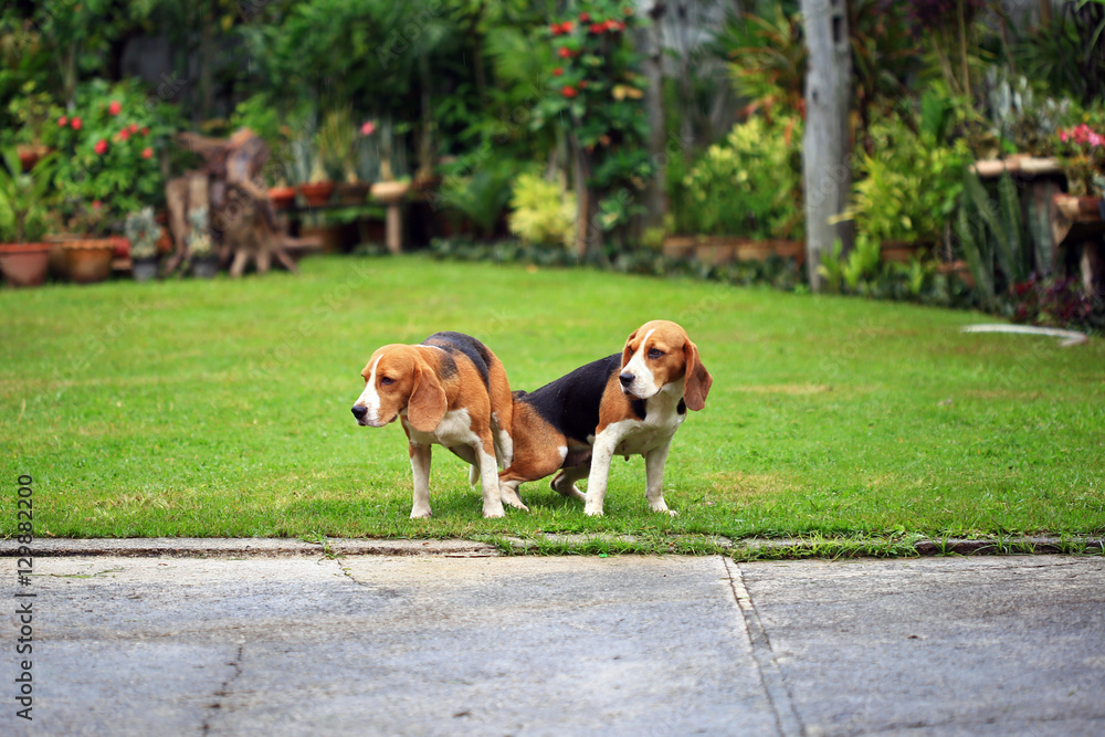 two purebred beagle dog making love in a garden
two purebred beagle dog making love in a garden