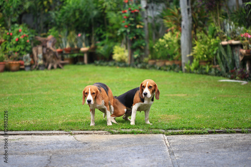 two purebred beagle dog making love in a garden  