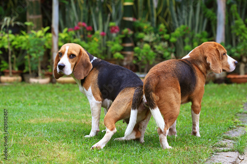 two purebred beagle dog making love in a garden
