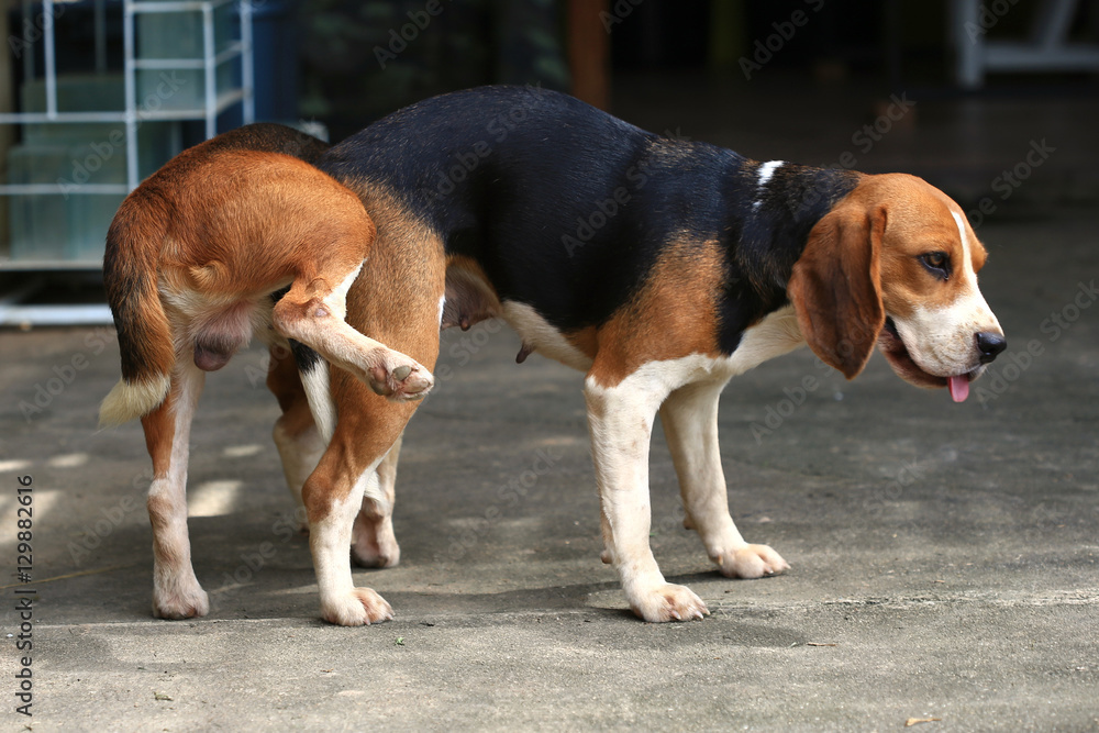 two purebred beagle dog making love in a garden
