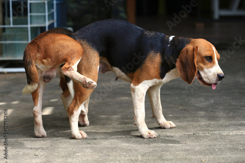 two purebred beagle dog making love in a garden 