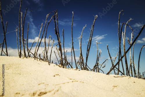 Beach sticks sand sky