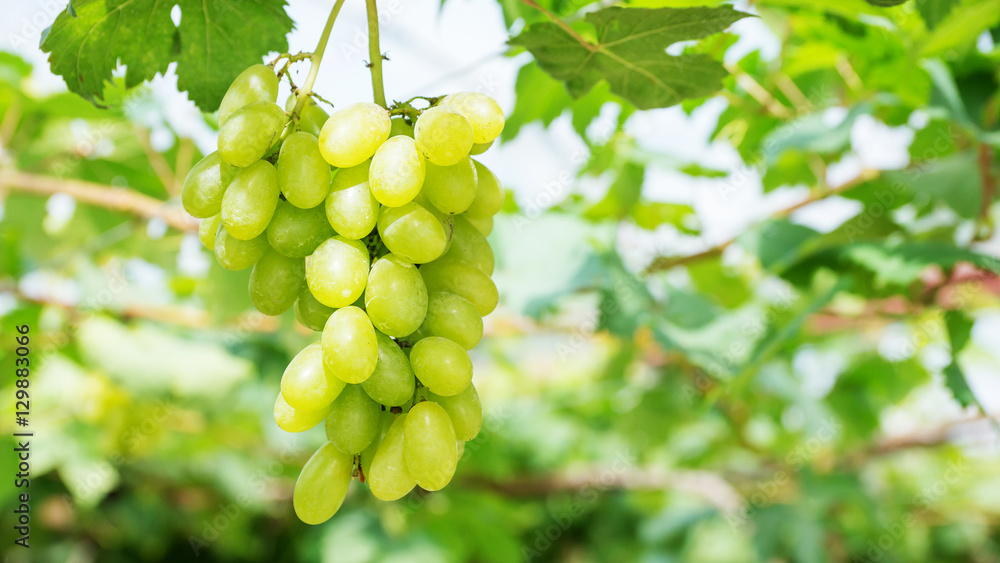 Bunches of ripe grapes in a vineyard. Bunches of ripe grapes in a vineyard.