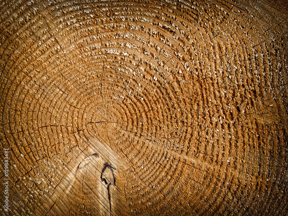 Naklejka premium Brown tree stump texture close up