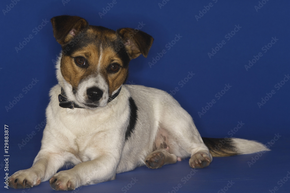 Jack Russell terrier sitting isolated over blue background