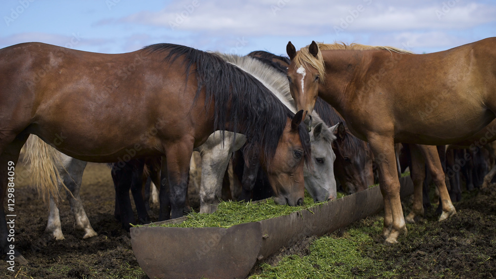 Curious young horses at an enclosure Curious young horses at an enclosure